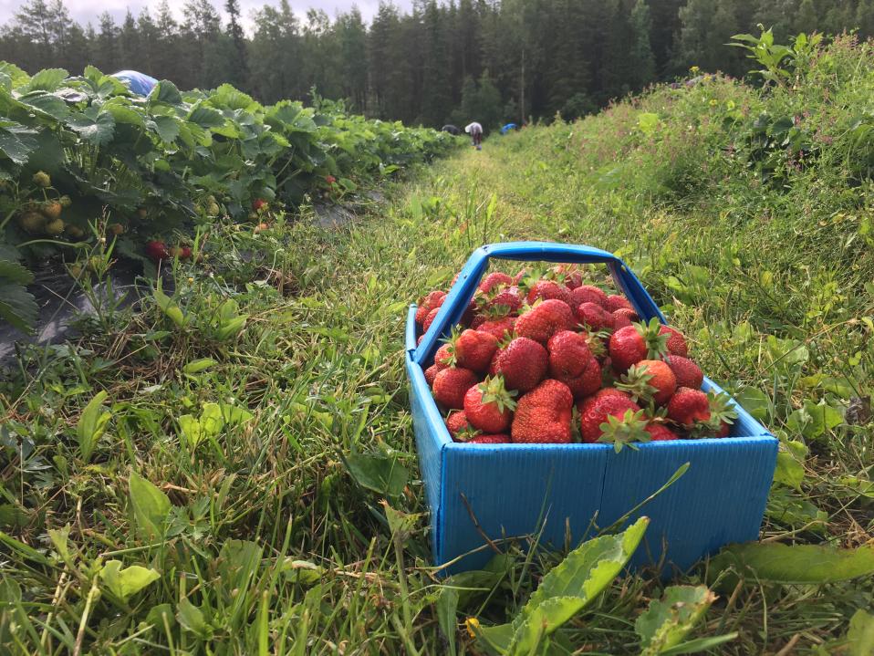 mansikkakori pellolla