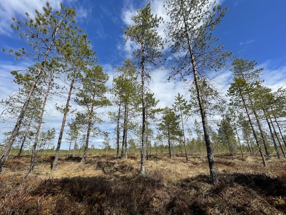 Toukokuussa 2022 suojeltu Halsuan Taskuneva.
