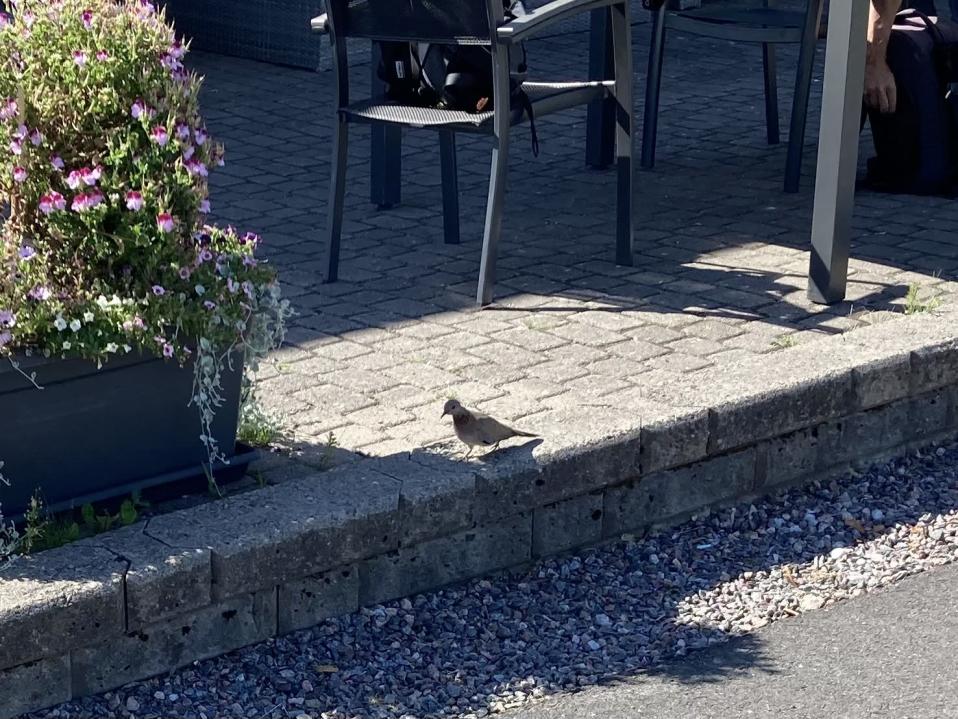 Palmukyyhkyksi epäilty lintu kävelee terassin kivetyksellä.