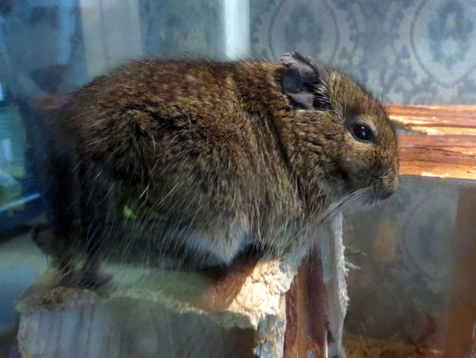 Degu (maaorava) Hattivatti tuli Tannisille Kuopiosta.