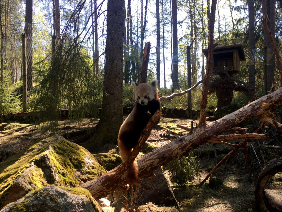 Pikkupanda asustaa jo Ähtärin eläinpuistossa. Se syö päivittäin pari sataa grammaa bambua.