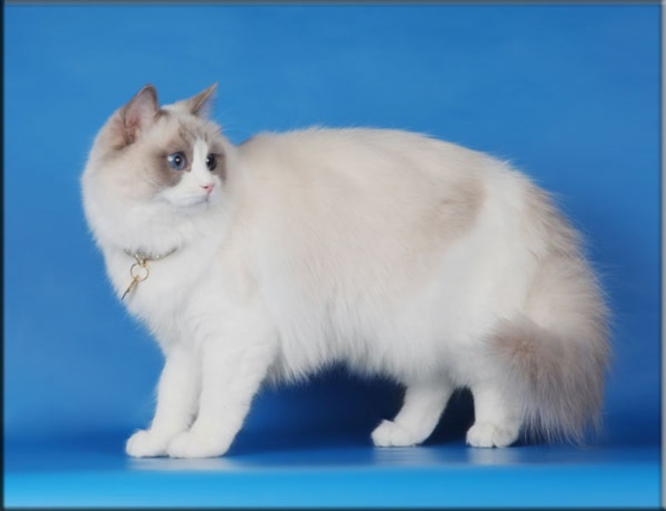 Ragdoll-kissa