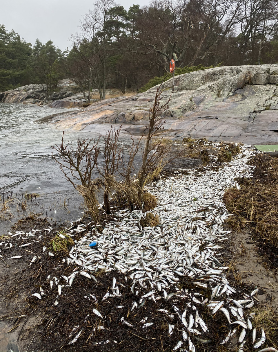 Kuolleita kaloja rannassa Porkkalanniemellä.