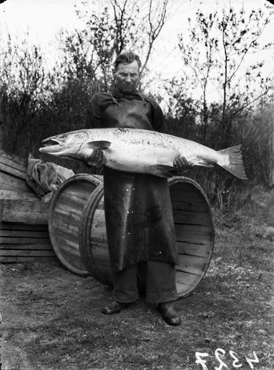 Kellolaisten kalastajien Oulunjokisuulla olleesta rysästään saama jättiläismäinen lohi 28,5 kg, 8.6. 1944.