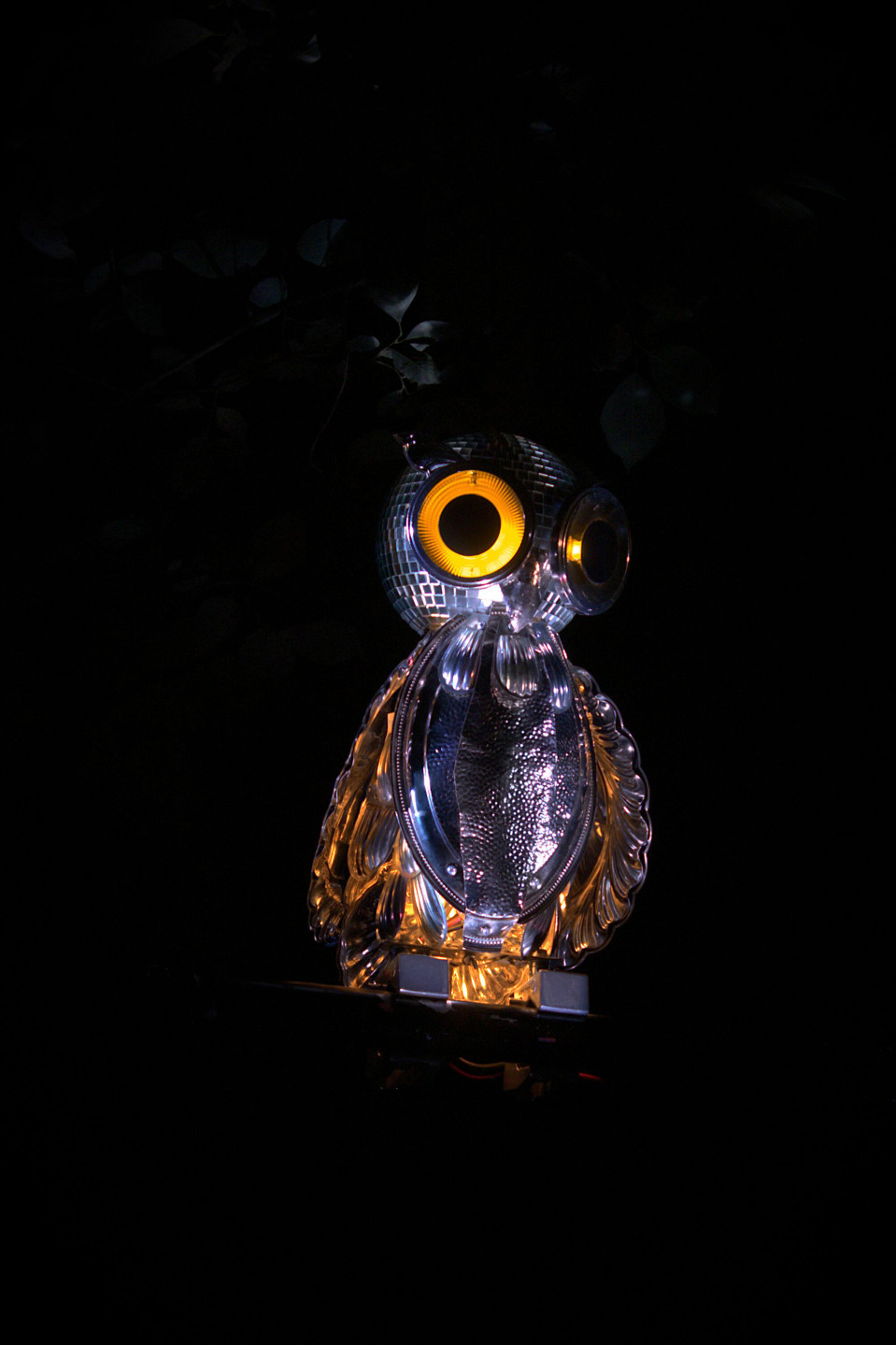 Peilipöllö Bubo Speculus