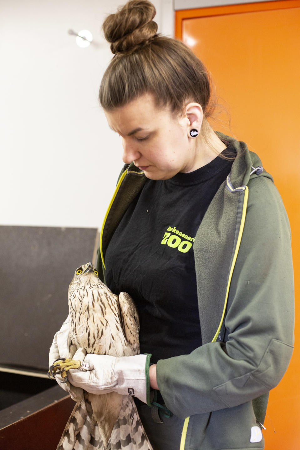 Kanahaukka Korkeasaaren eläintenhoitaja Laura Pullin sylissä.