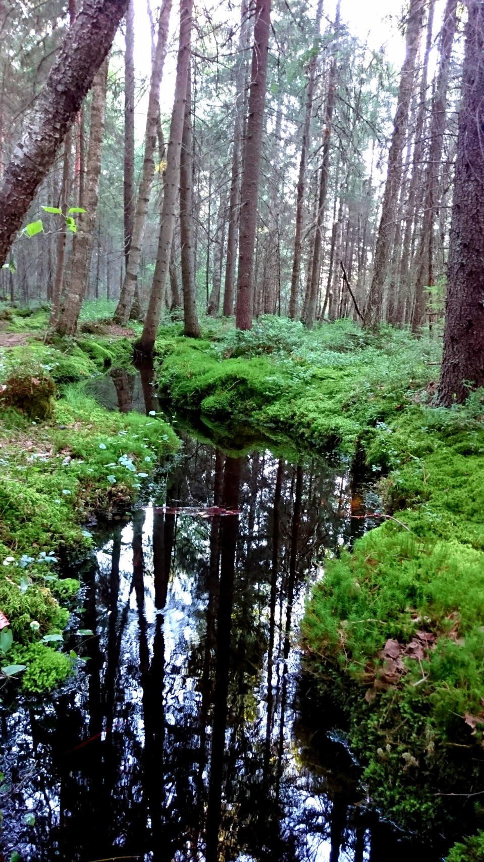Pieni puro metsän siimeksessä Teijon kansallispuistossa Salossa.