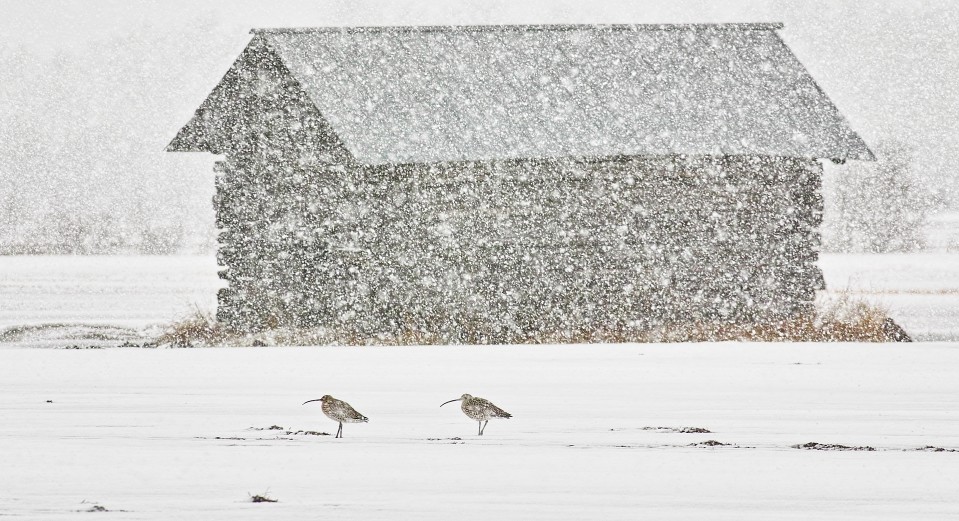 Vuoden luontokuva 2019 -kisan Linnut-sarjan voittaja, Raija Väyrysen otos Räntäkuovit