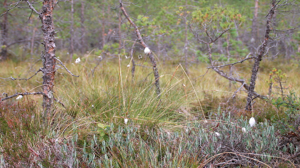 Vaajersuo, Miehikkälä