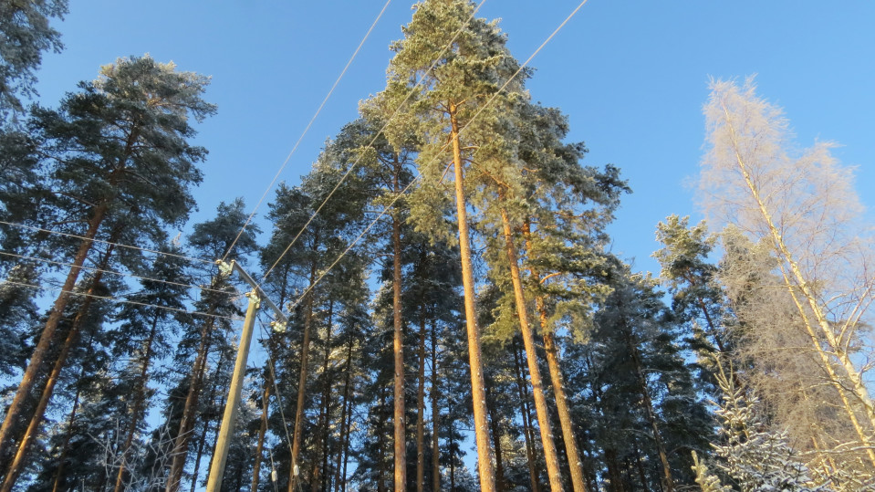 Sähkölinja männikössä