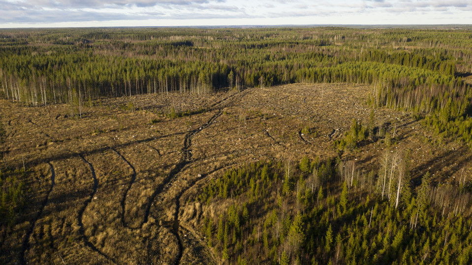 Hakkuaukea ilmakuvassa