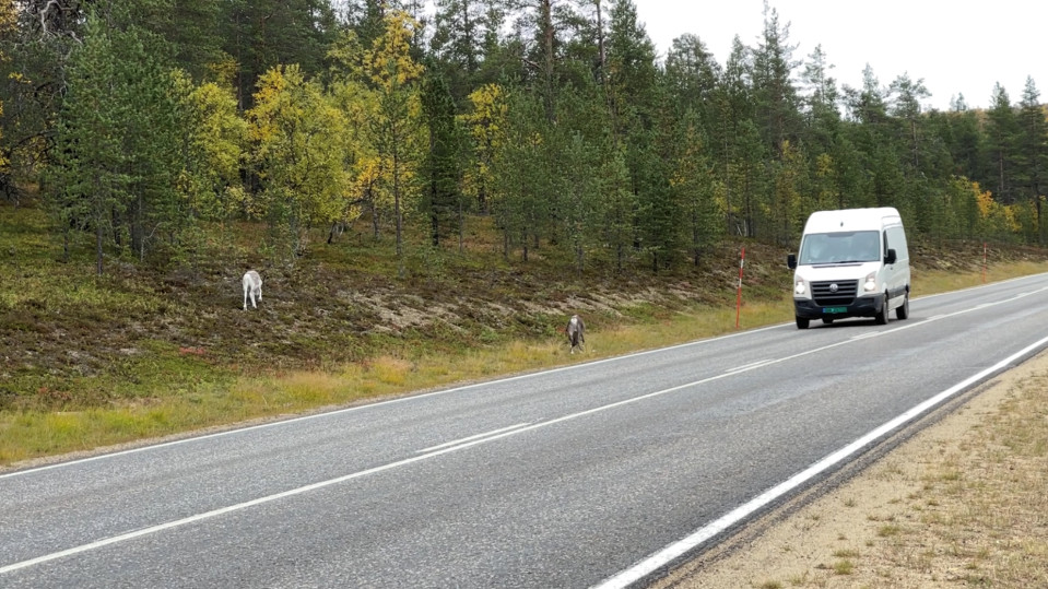 Poroja nelostien laidalla Saariselän Magneettimäessä.