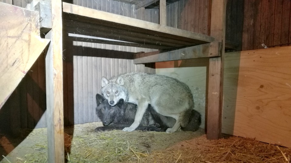 Orimattilasta löydetyt eläimet
