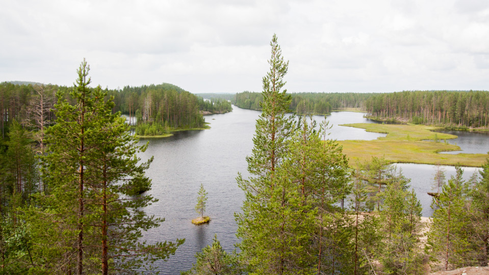 Maisema Suomussalmen Soivasta metsästä.