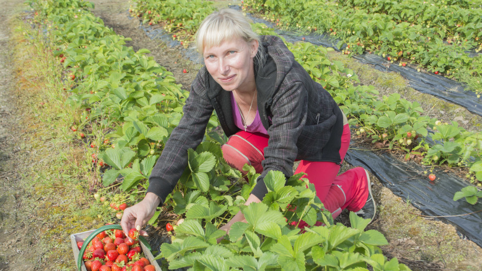 Olga Kiveleva poimii mansikoita.