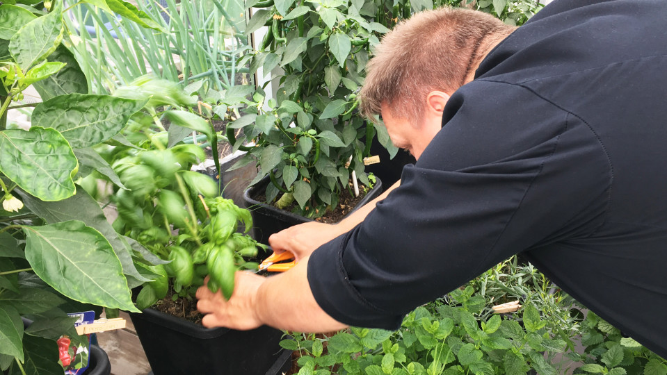 Tampere-talon keittiömestari Kari Antila leikkaa basilikaa ruukusta