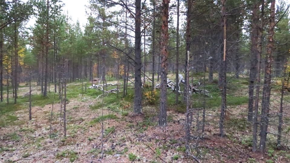 Hirvien kaluamat taimikot ovat Angelin ympäristössä ikävää katseltavaa.