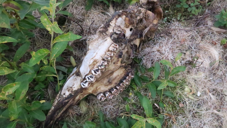 Talvella kuolleen hirven kallo läehllä Inarin Angelia.