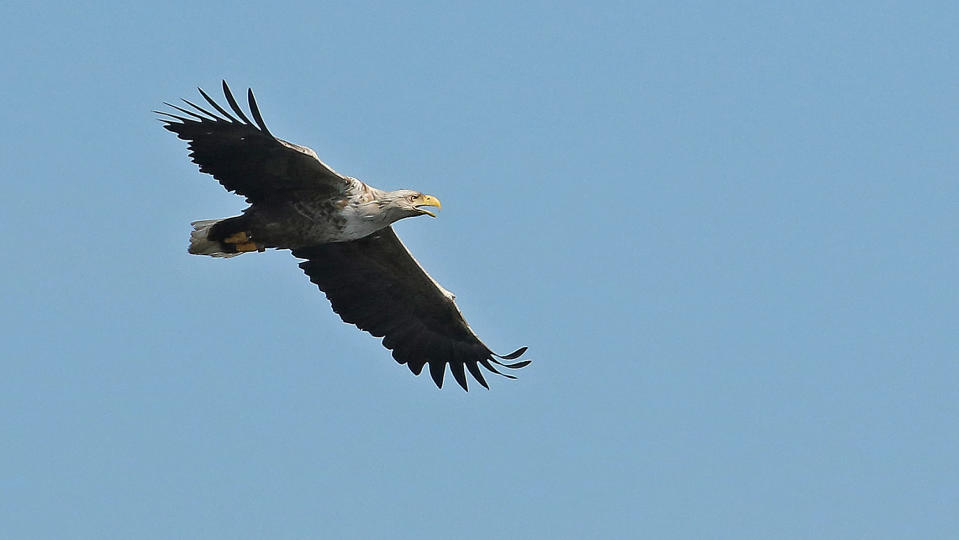 En havsörn som flyger.