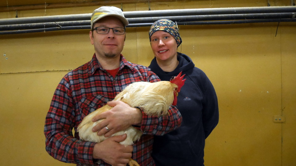 Rautakanteleen pariskunta pitää sylissään kukkoa Kuorttisen luomukanalassa.