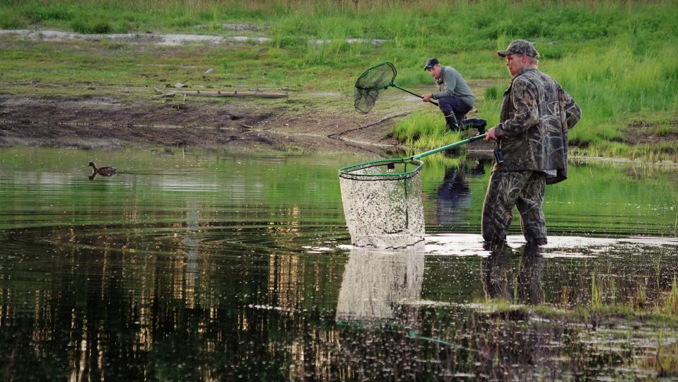 Vesilintuja pyydystetään haavilla rengastuta varten