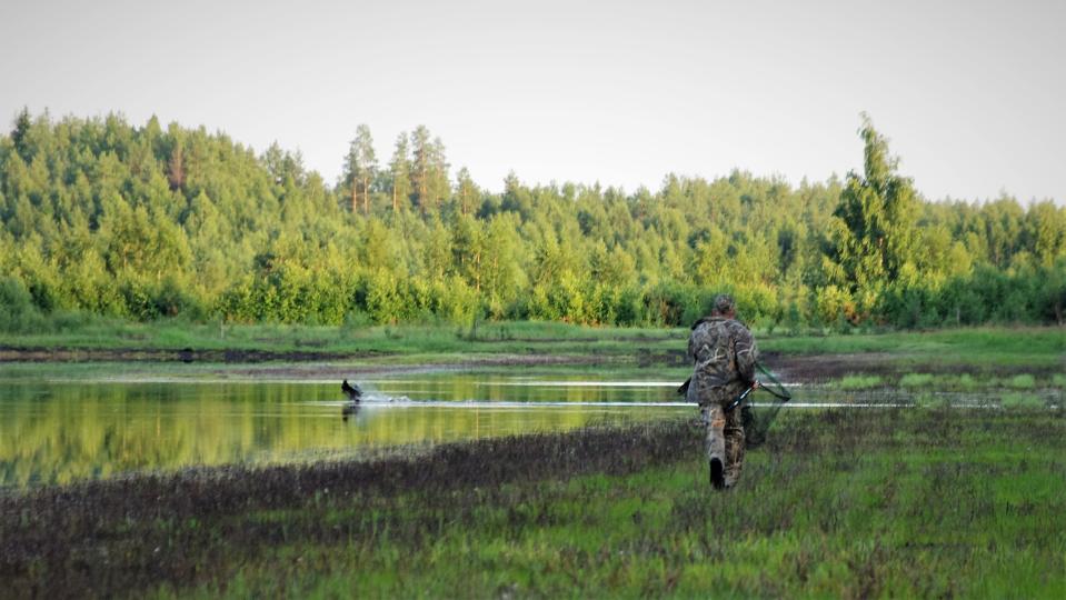 metsähanhia pyydystetään haavilla