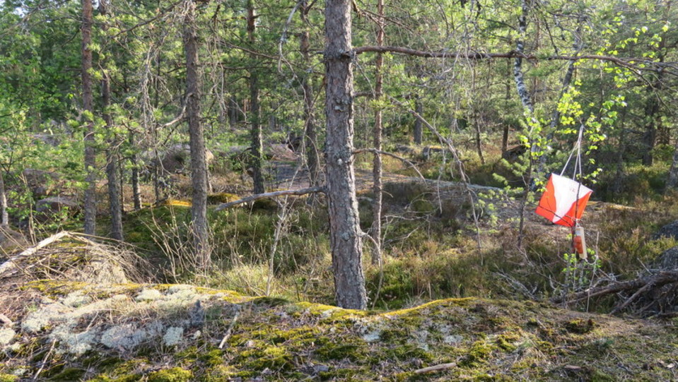 Rasti metsässä.