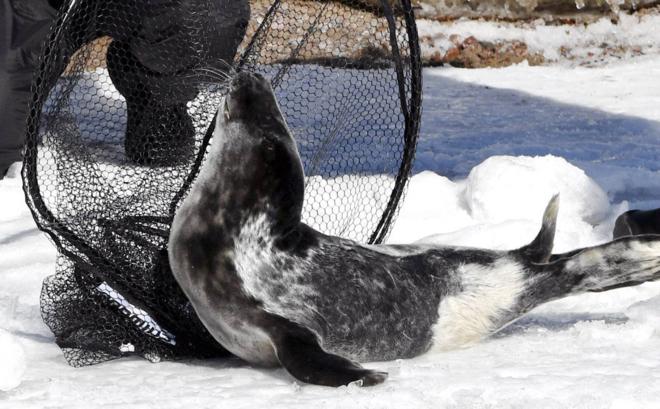 Pelastuslaitoksen eläintenpelastusyksikkö kävi työntämässä kuutin takaisin mereen, mutta se kipusi samantien takaisin rannalle.