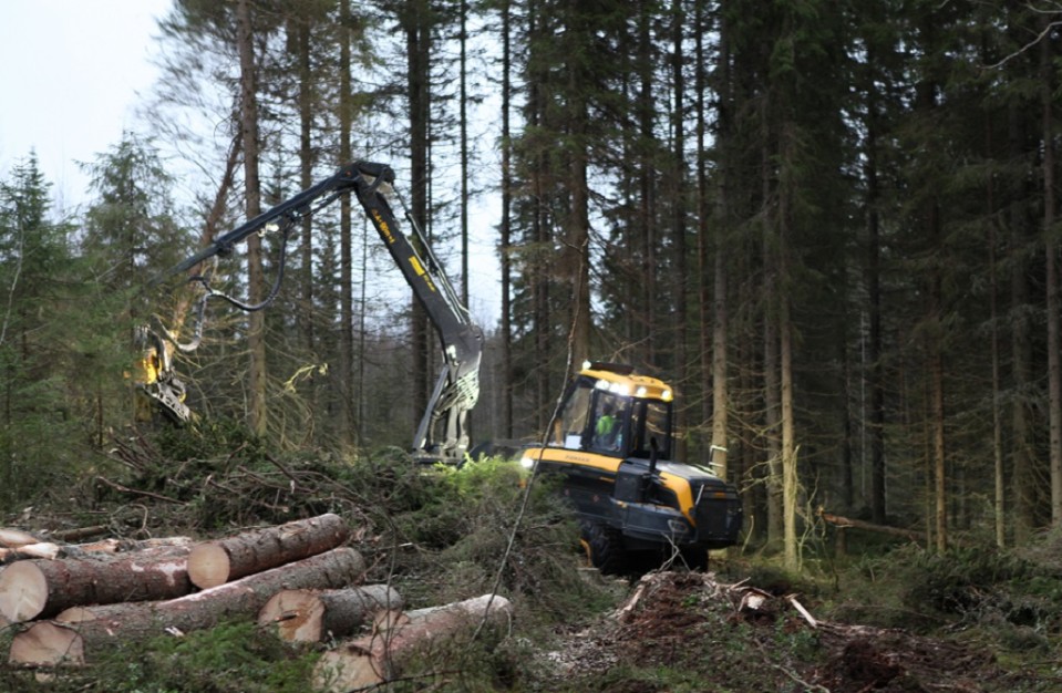 Metsäkone metsässä.
