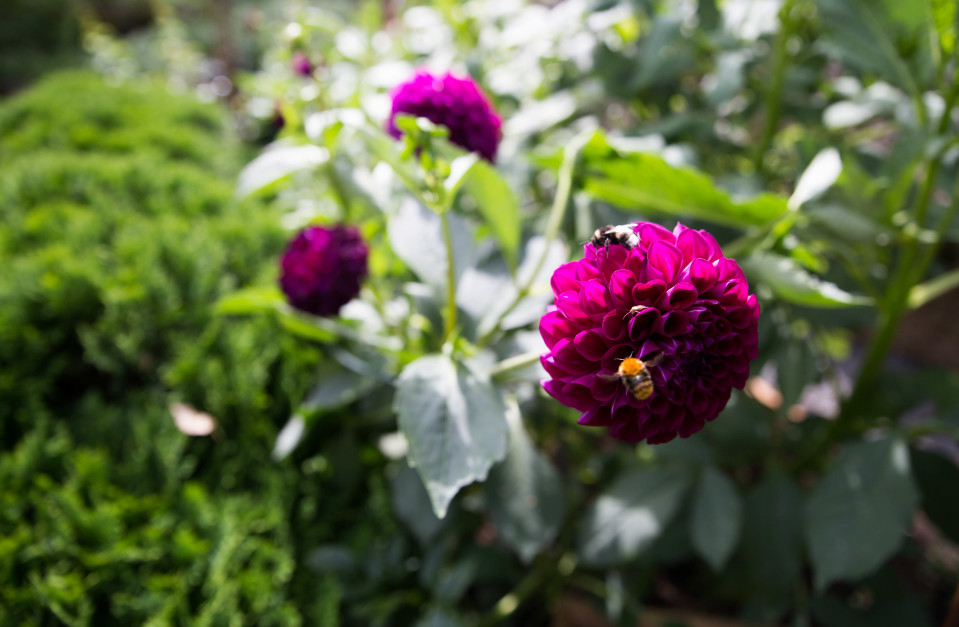 Pölyttäjät daalian kukassa, Eija´s Garden