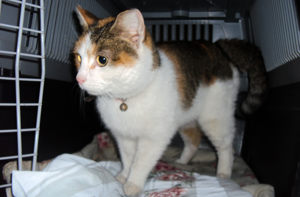 Kissa.