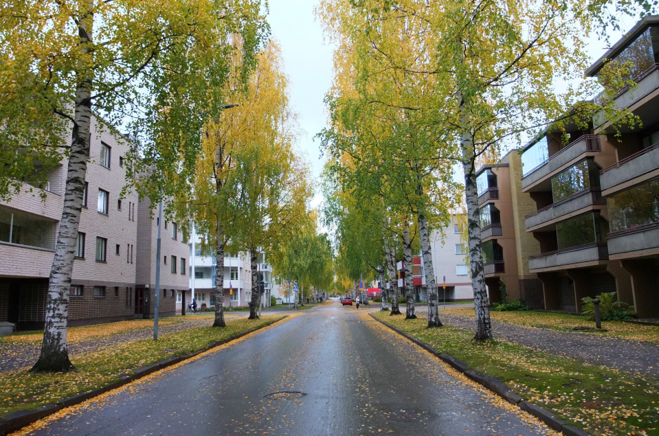 Joensuun Merimiehenkadulla koivujen latvat ovat kellastuneet, mutta katuvalojen tasolla olevat lehdet vielä vihertävät.