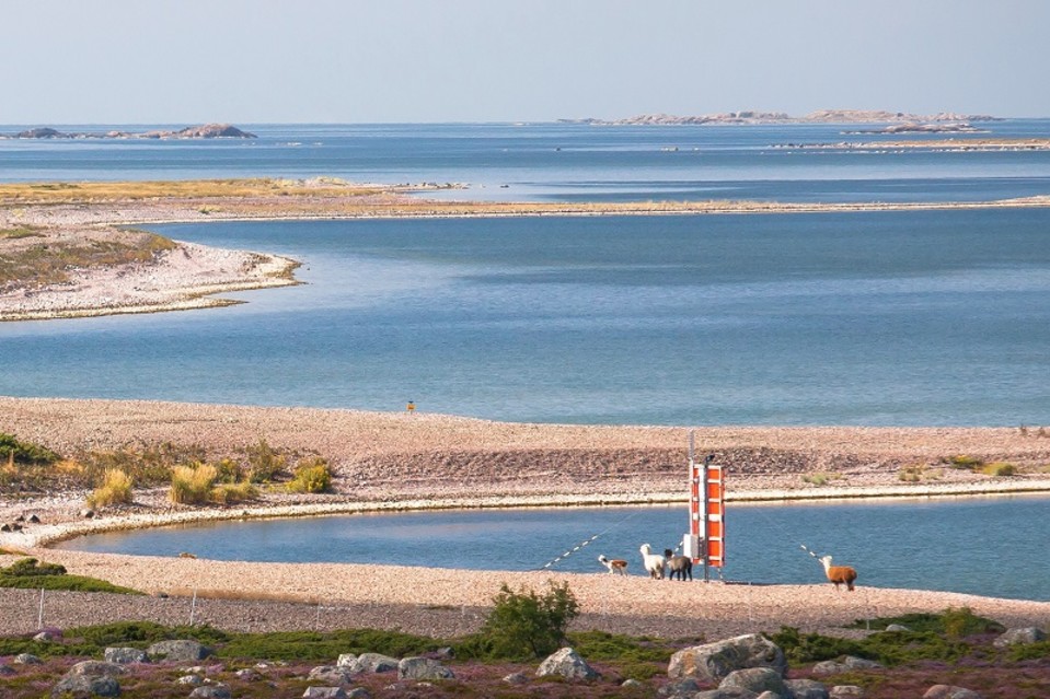 Alpakoita kävelemässä merenrannalla Jurmon saaressa Paraisilla.