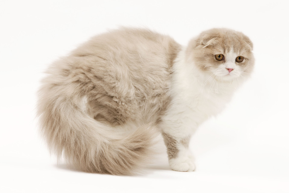 Scottish Fold -rotuinen kissa