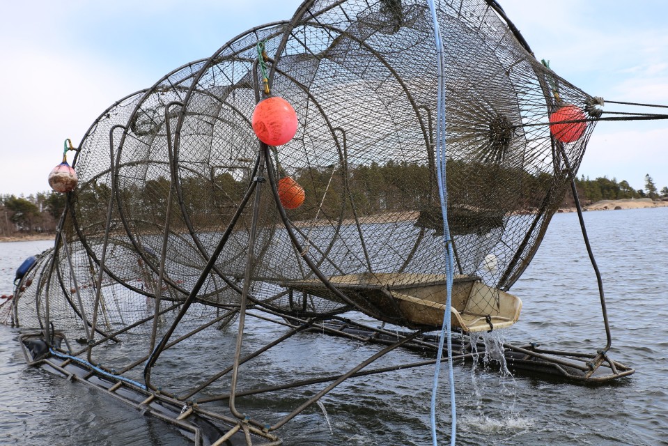 Meren pinnalle nostettu on kalasrysä.