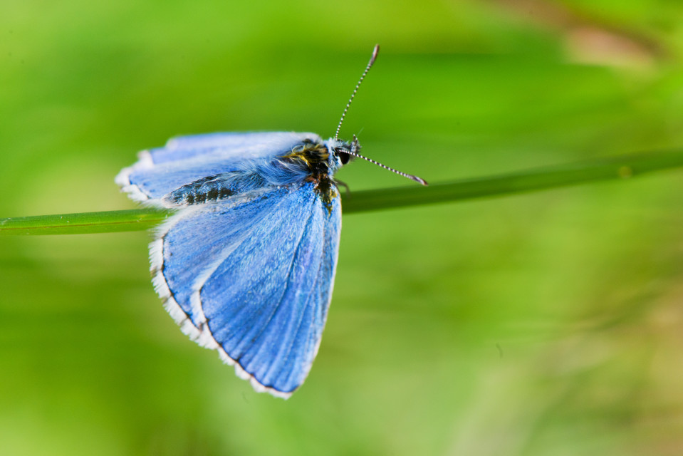 Finlands nationalfjäril tosteblåvinge (Celastrina argiolus)