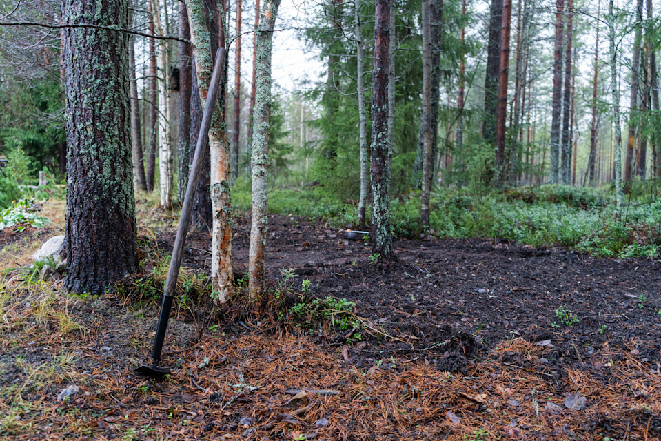 Jari Kropsu on kasvattanut perunaa metsässä Sotkamossa.