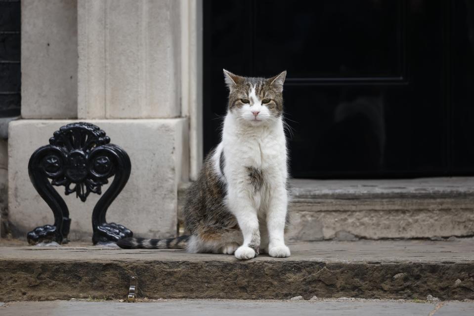 Larry-kissa istuu pääministerin virka-asunnon ovella.