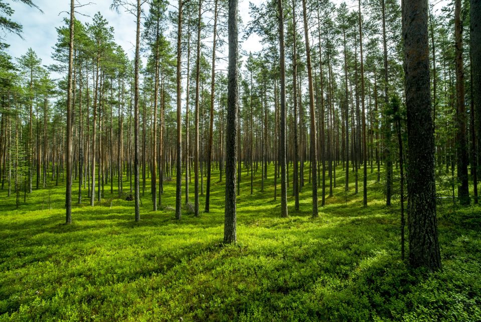 Metsää Ärjänsaaressa Kainuussa.