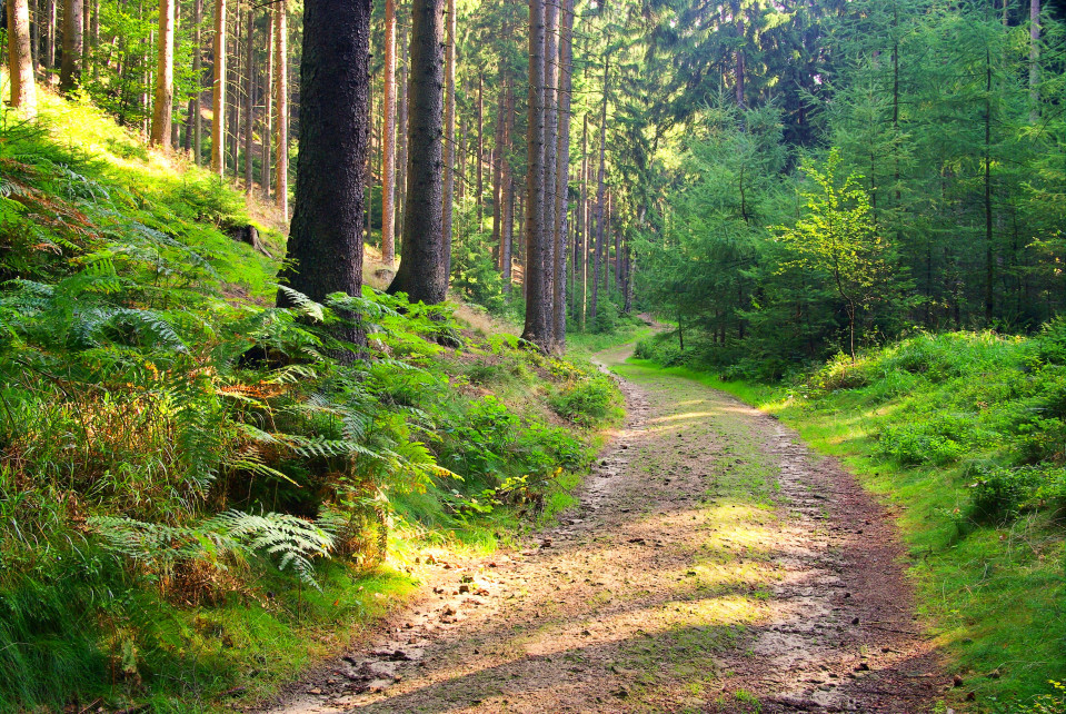 Liven väg i en skog