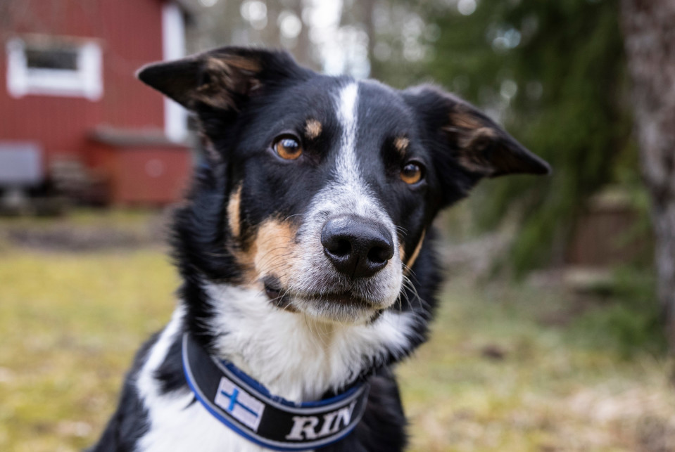 Bordercollie Rin