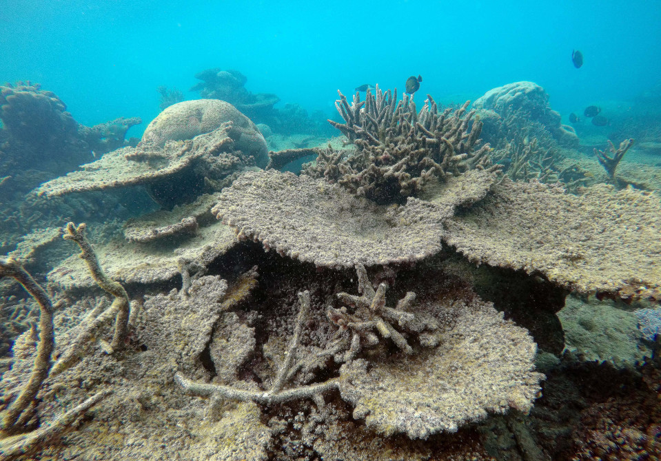 Marraskuussa 2016 otetussa kuvassa näkyy kuollutta Acropora-korallia.