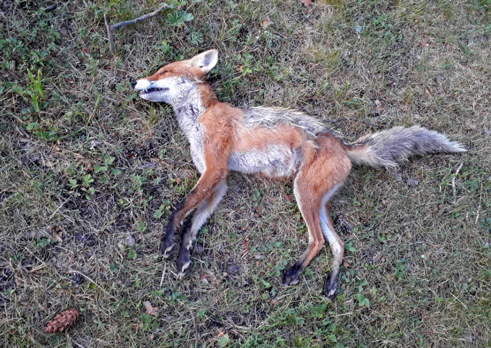 Kuvassa makaa kuollut kettuemo.