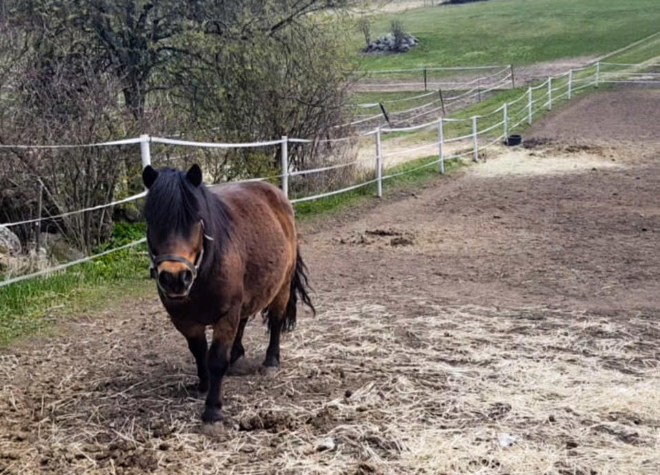 Manne-poni on Saga S:n seuralainen.