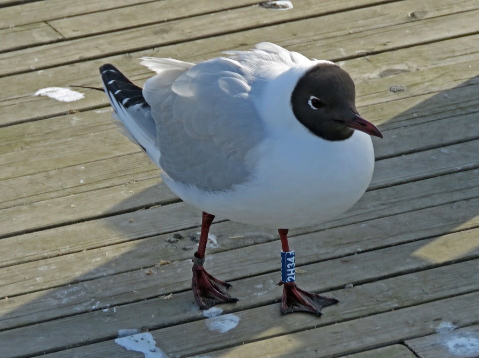 Rengastettu naurulokki