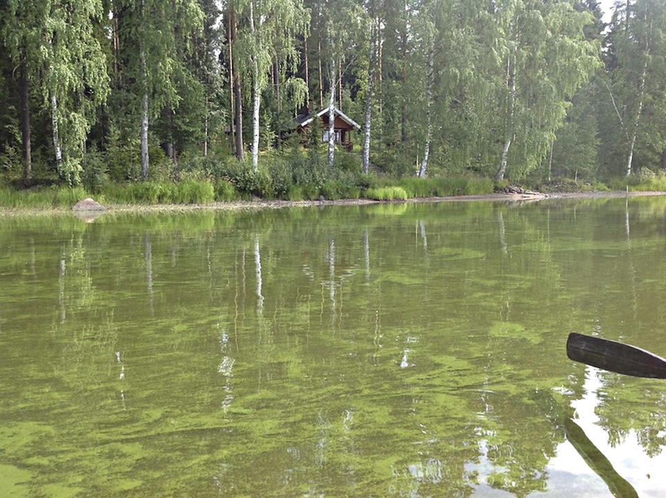 Sinilevää Parkanon Kuivasjärvessä kesällä 2013