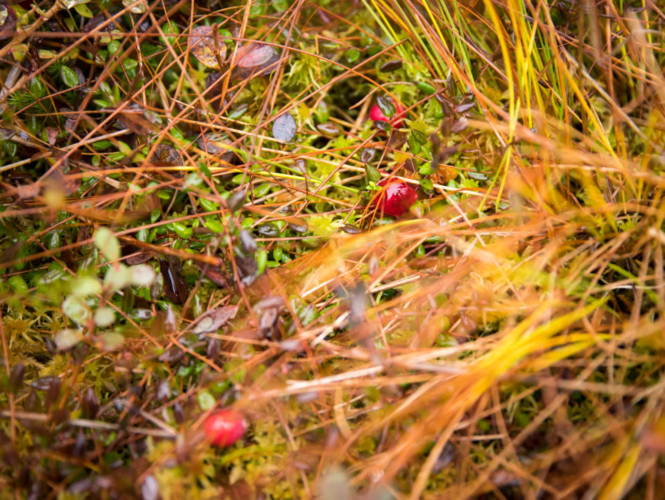 Karpaloita mättäällä.