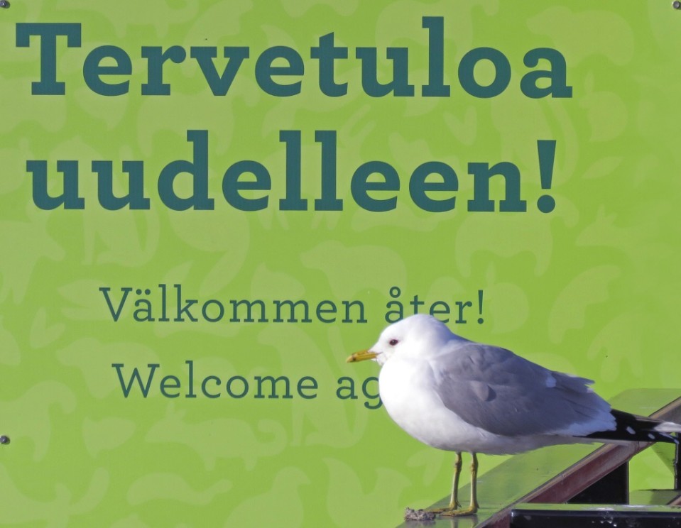 Kalalokki istuu kyltin edessä, kyltissä lukee suomeksi, ruotsiksi ja englanniksi