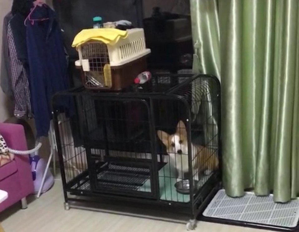 Simba-corgi.