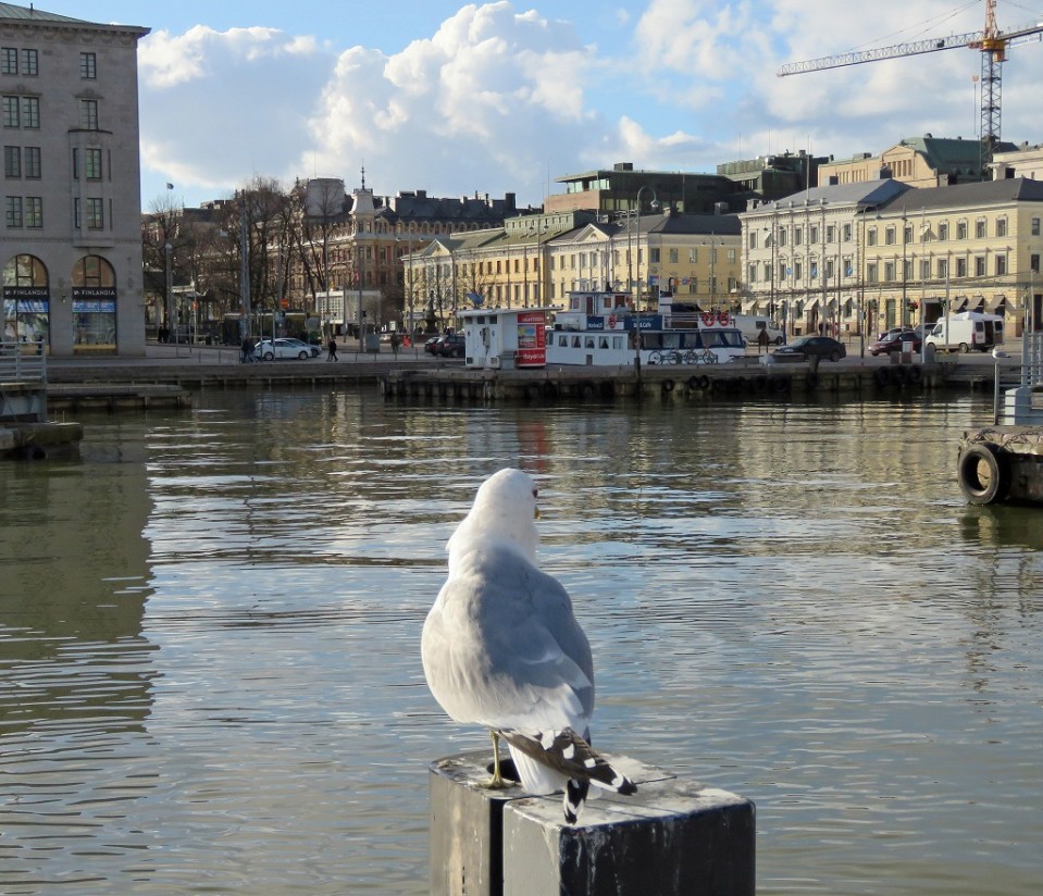Selkälokki katselee Helsingin Kauppatorin rantaa.